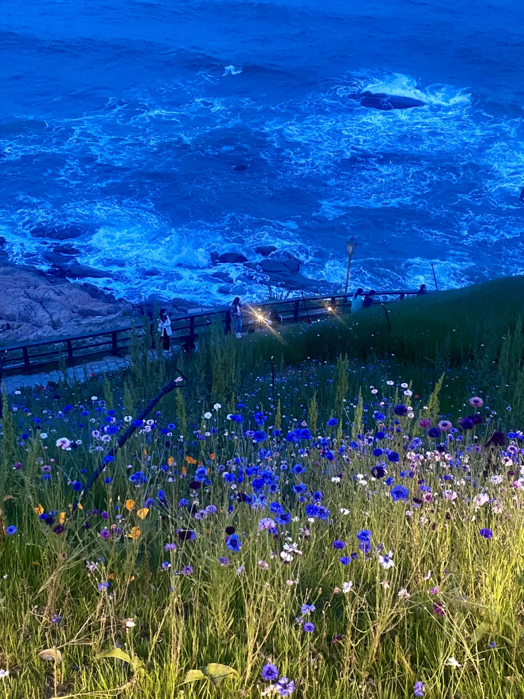 📍已经开始期待青岛的春天！