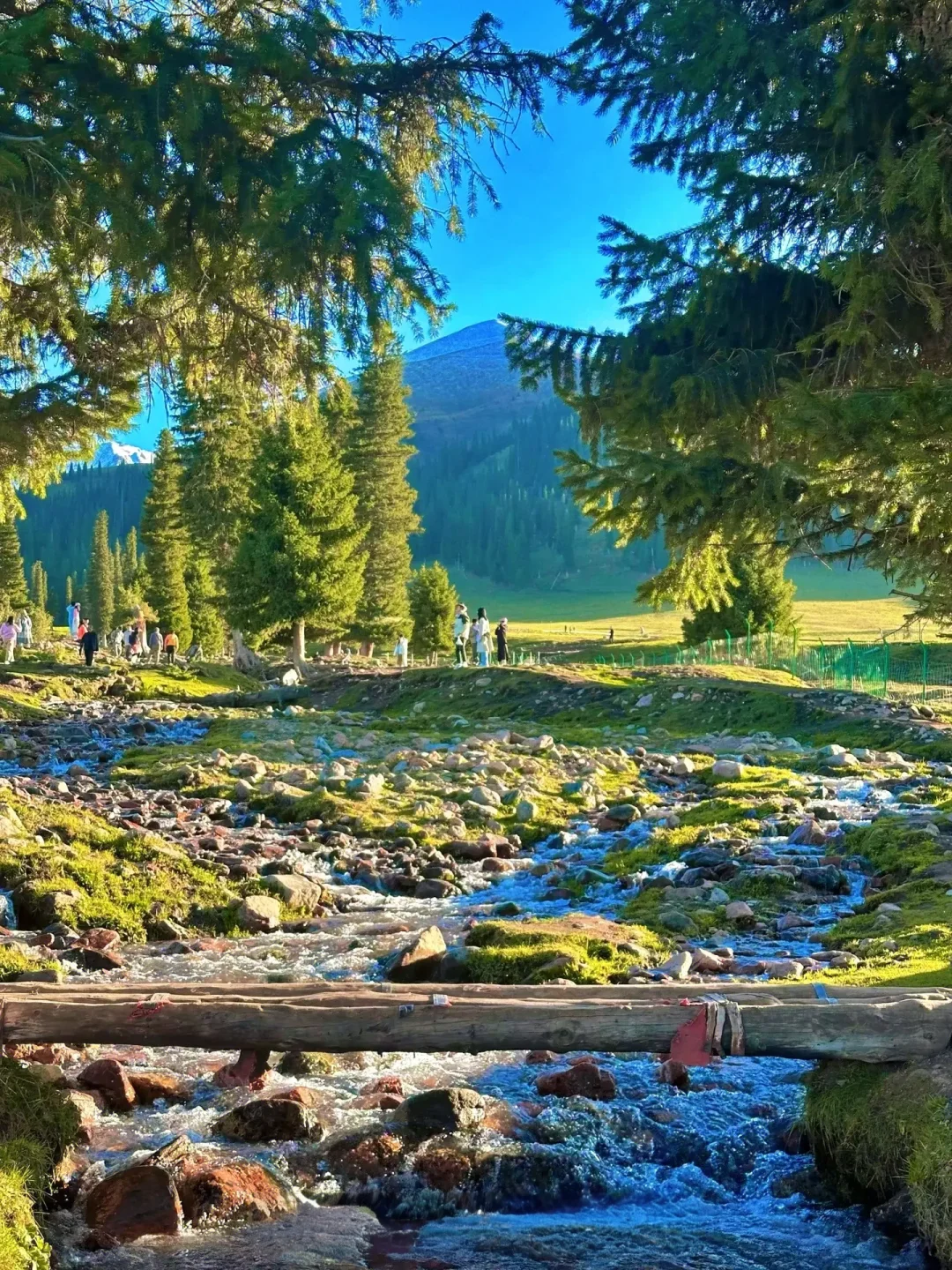 四月新疆 | 赴一场春日限定的梦幻之约🌸