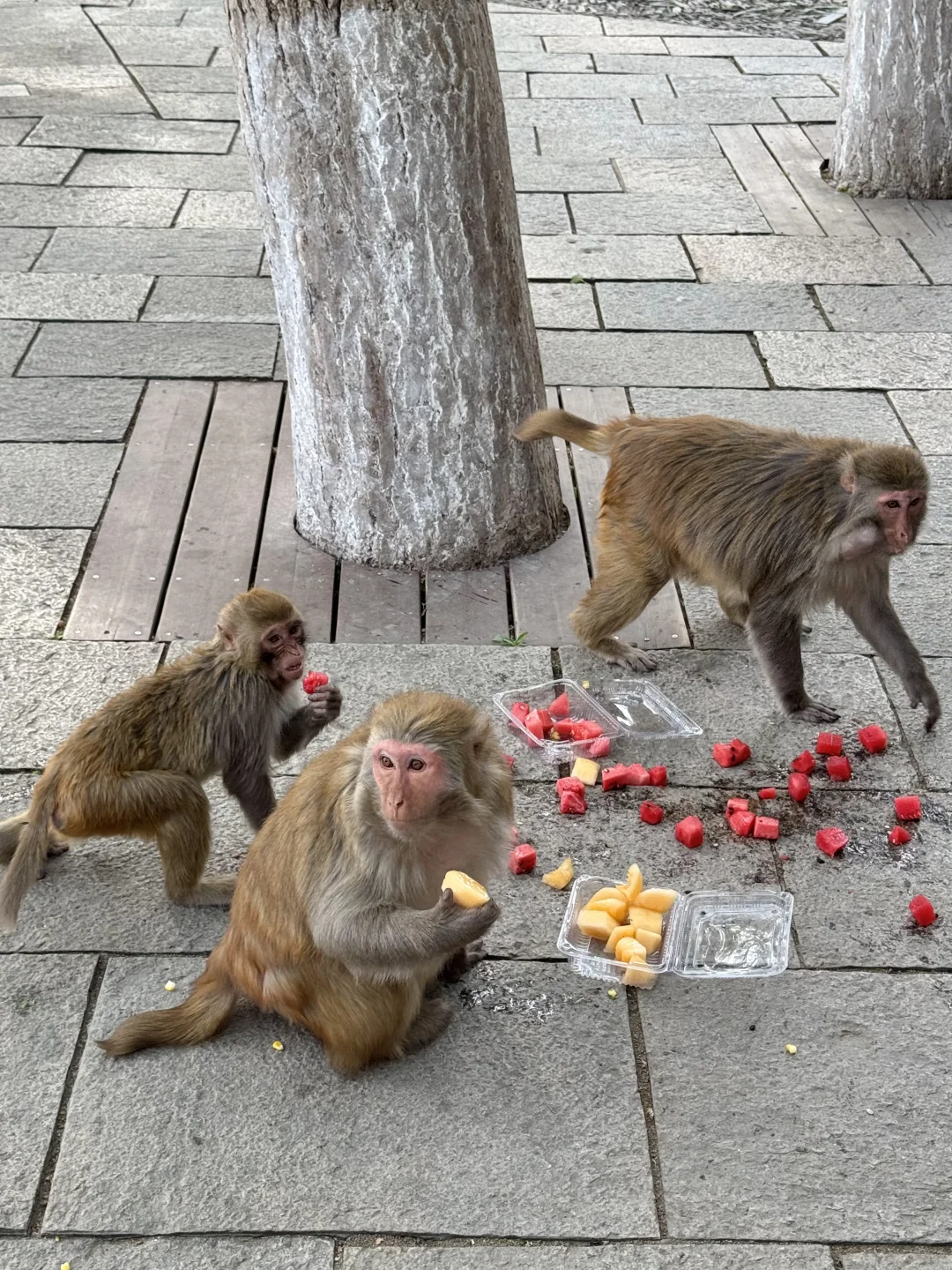迄今为止,我蕞喜欢的宝藏旅行地出现了…live