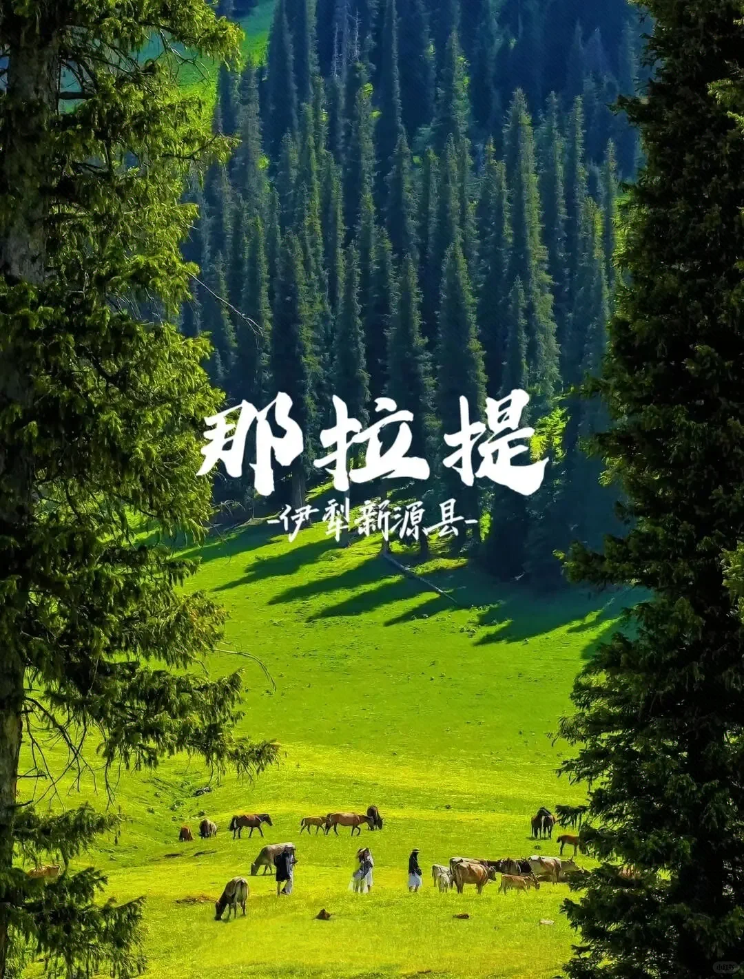 四月新疆 | 赴一场春日限定的梦幻之约🌸