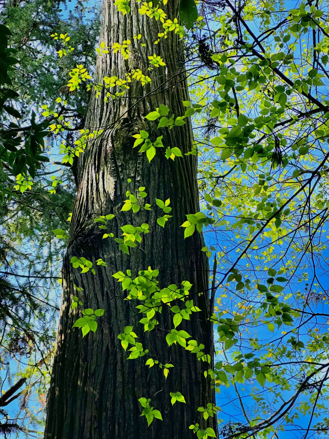 抬头！好强的树张力🍃天目山“大树王国”！