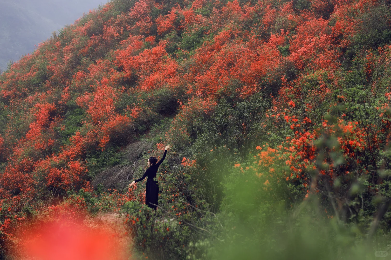 五一反向旅游,松弛感拉满的映山红秘境