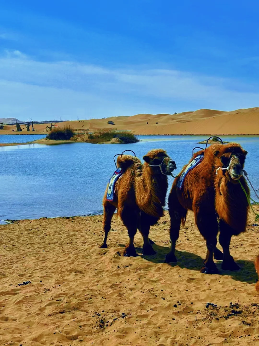 📍乌海｜04男大五一反向穷游宝藏小城🔥