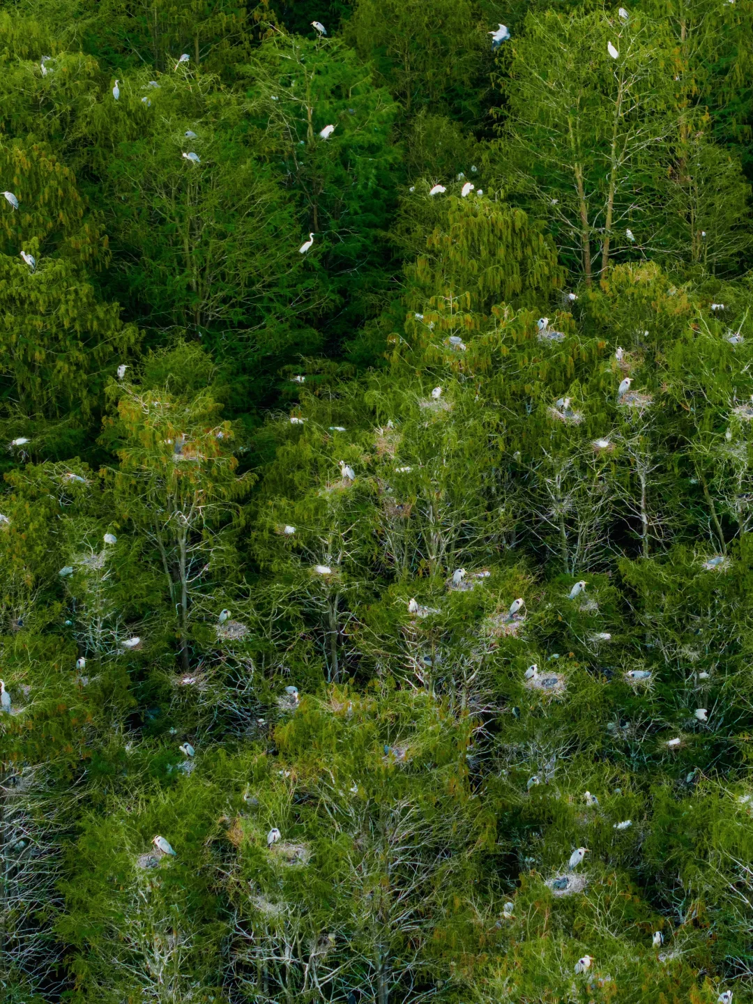 反向旅游‼️这才是淮安被严重低估的绿野仙踪