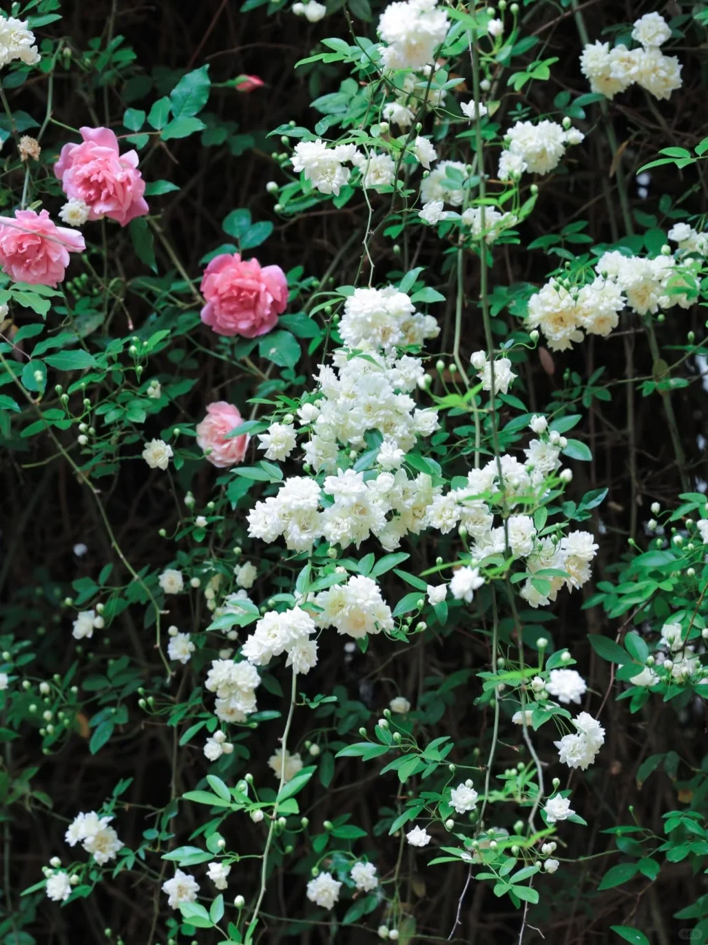 04女大📍独闯昆明 | 三天不走回头路攻略