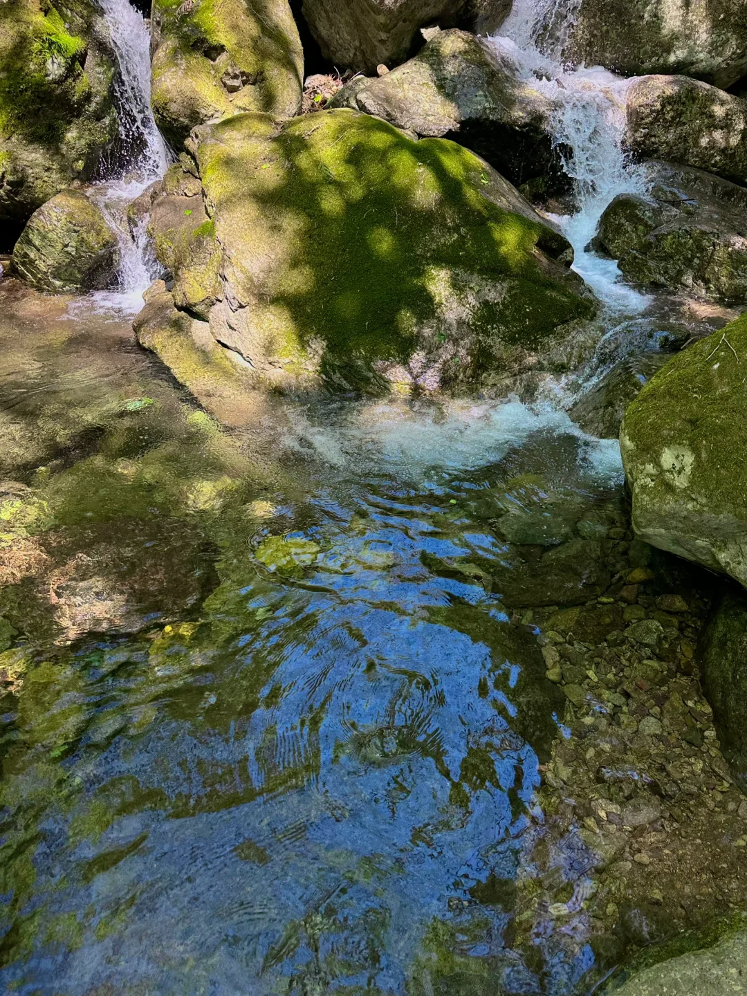抬头！好强的树张力🍃天目山“大树王国”！