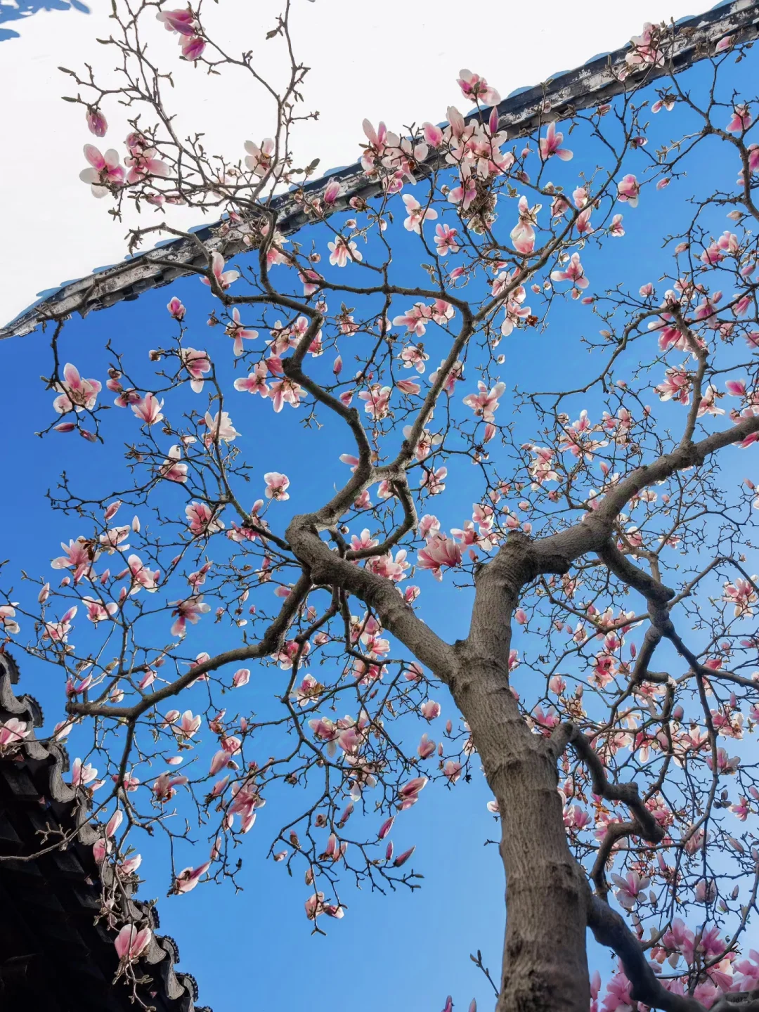 江南春日，苏州限定浪漫之旅