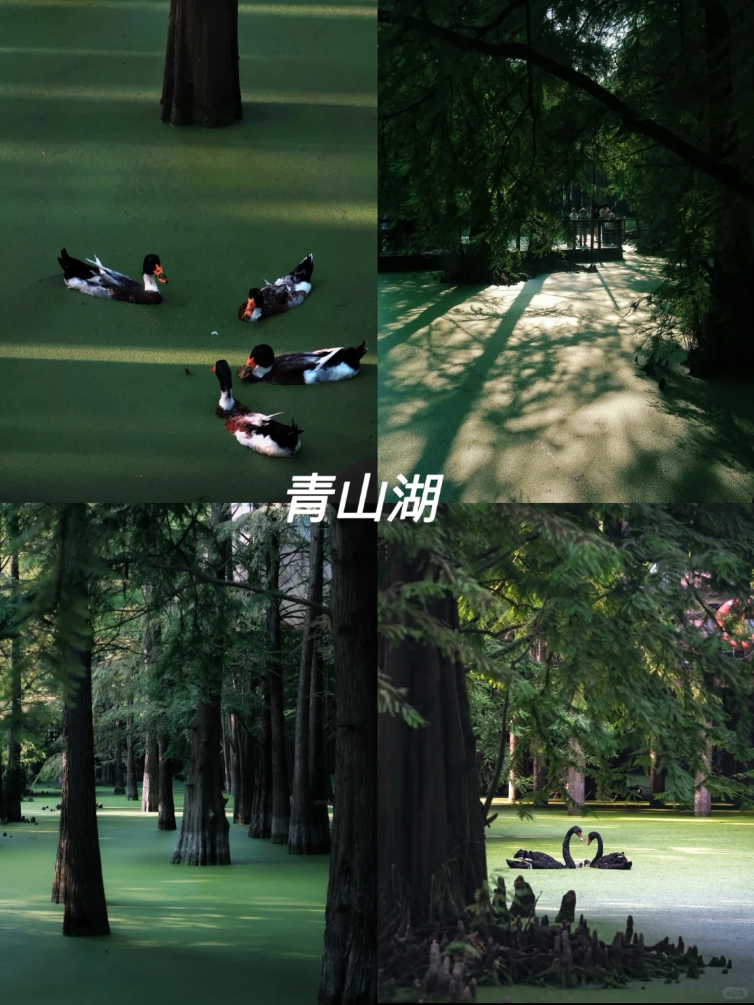 5.1 杭州必去的十大景点 ！人少景美