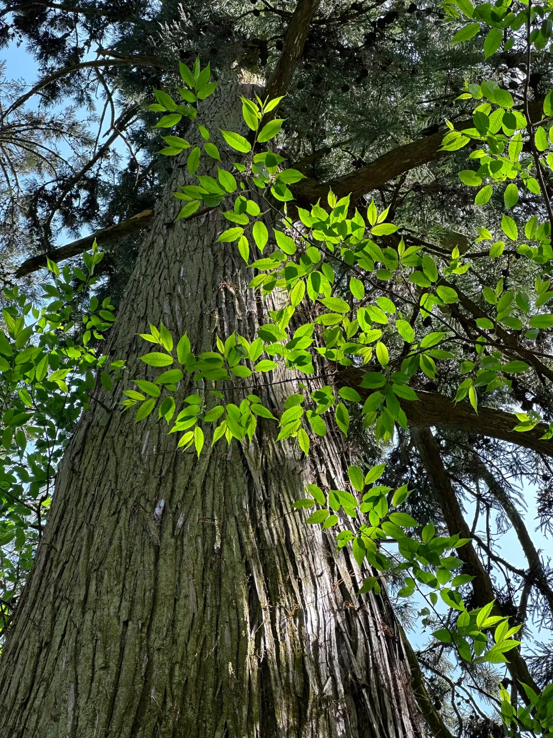 抬头！好强的树张力🍃天目山“大树王国”！