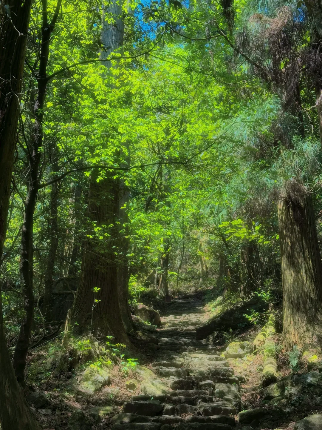 抬头！好强的树张力🍃天目山“大树王国”！