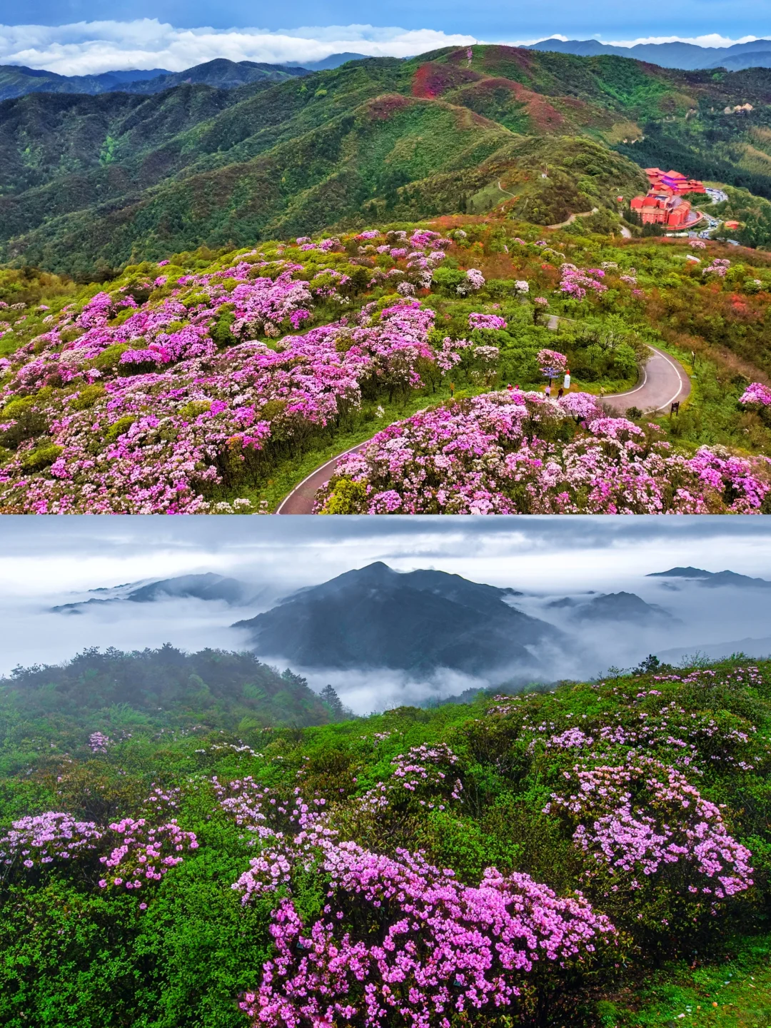五一反向游！闯入10万亩杜鹃花海秘境