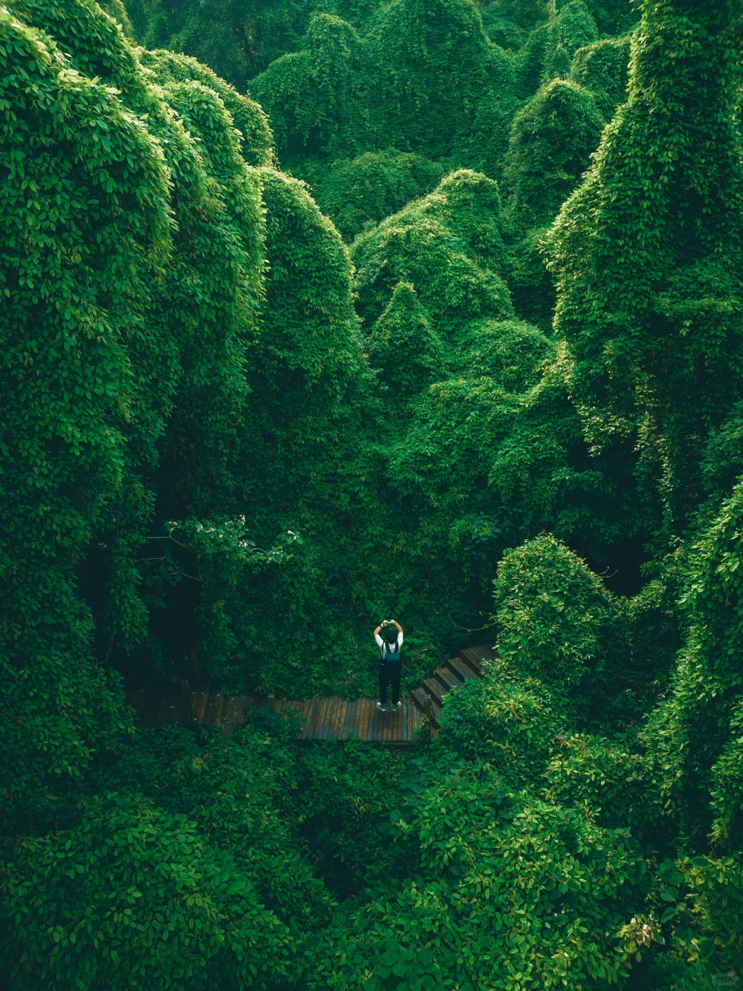 我好像在宁波找到了现实版的“失落之地”🦕