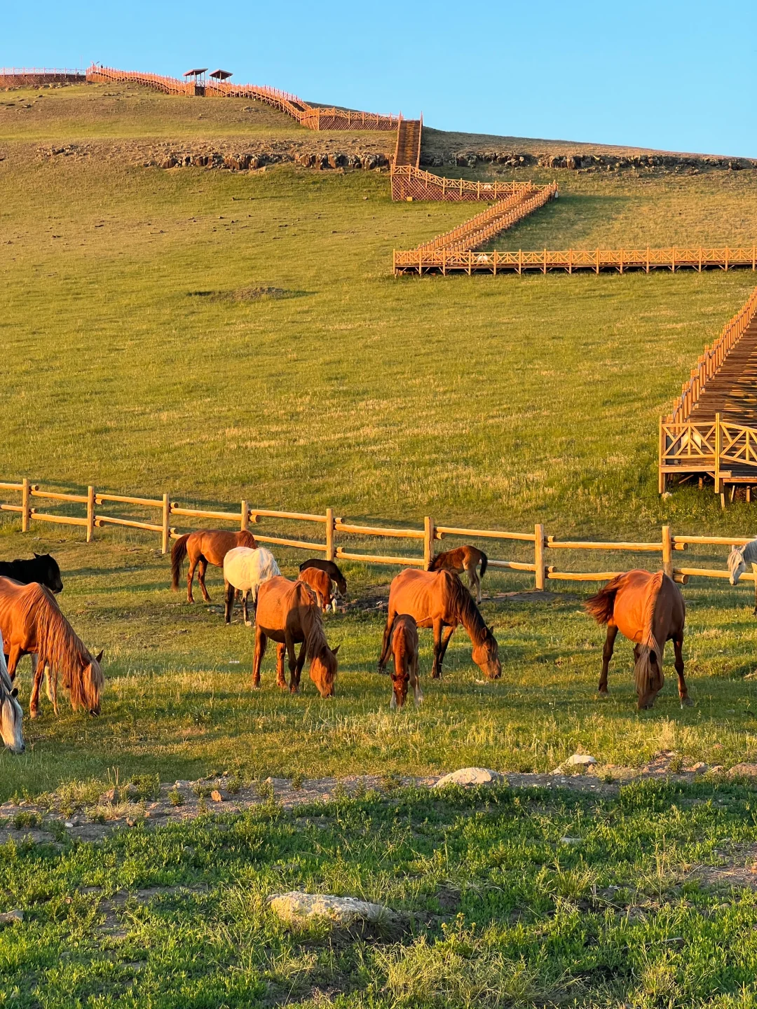 开始攒钱！！夏天再去一次呼伦贝尔！！