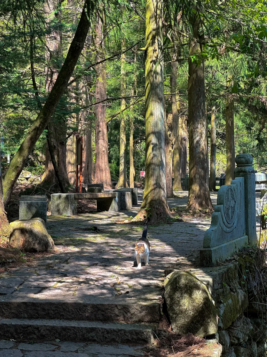 抬头！好强的树张力🍃天目山“大树王国”！