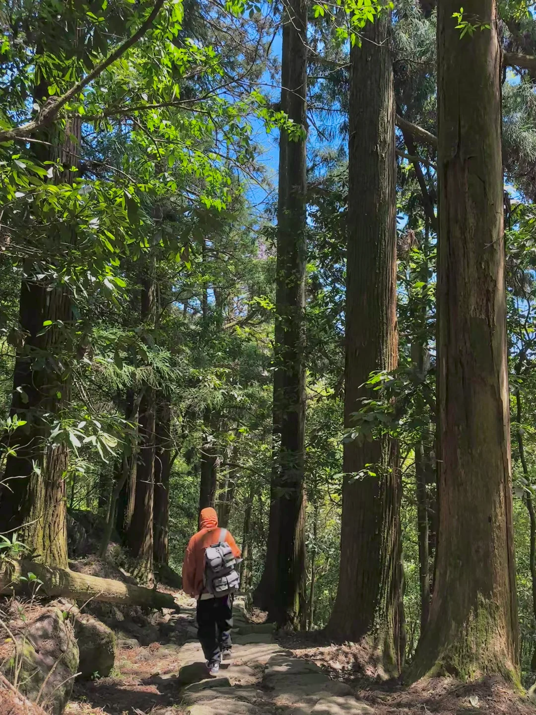 抬头！好强的树张力🍃天目山“大树王国”！