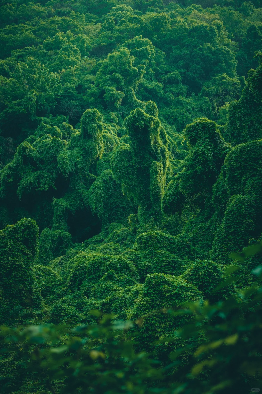 我好像在宁波找到了现实版的“失落之地”🦕