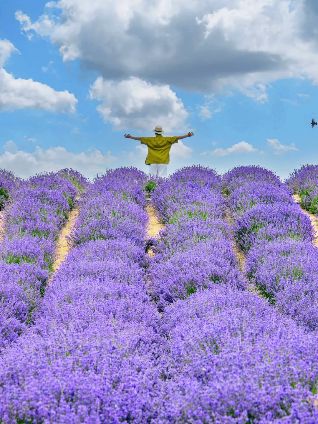 春天的新疆伊犁，每一帧都是童话世界❗️❗️❗️