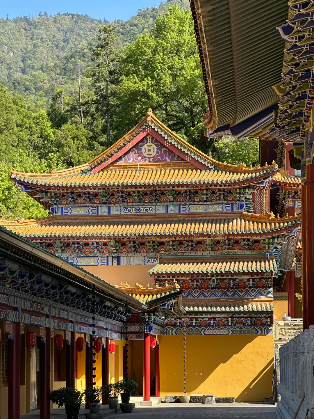 抬头！好强的树张力🍃天目山“大树王国”！