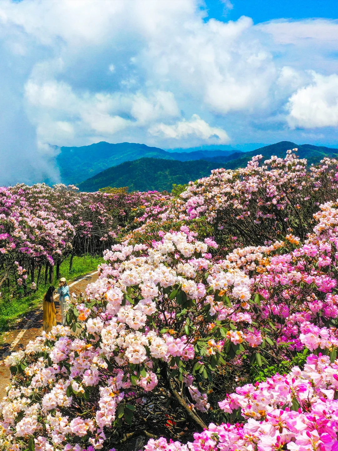 五一反向游！闯入10万亩杜鹃花海秘境