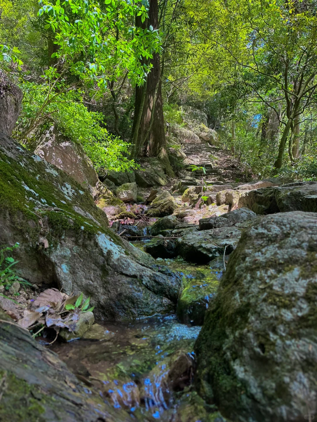 抬头！好强的树张力🍃天目山“大树王国”！