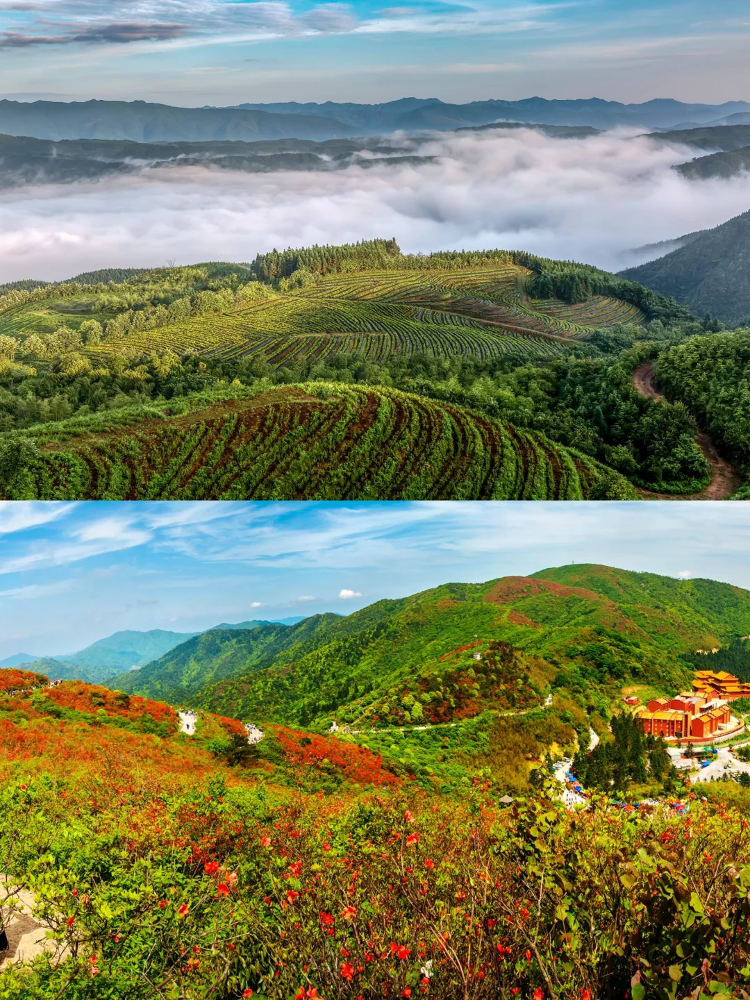 五一反向游！闯入10万亩杜鹃花海秘境