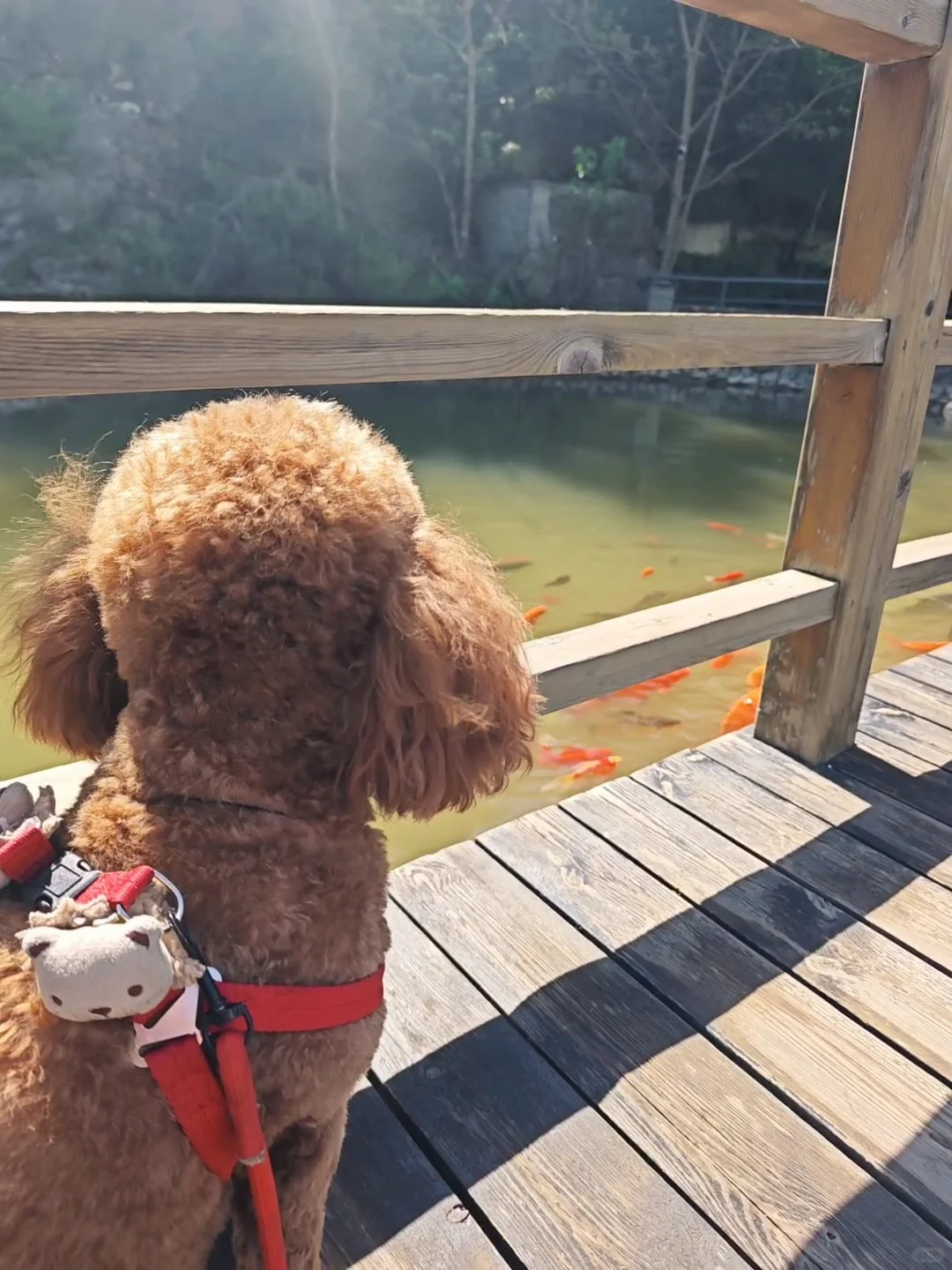 宠物友好——来淄博一定要来潭溪山