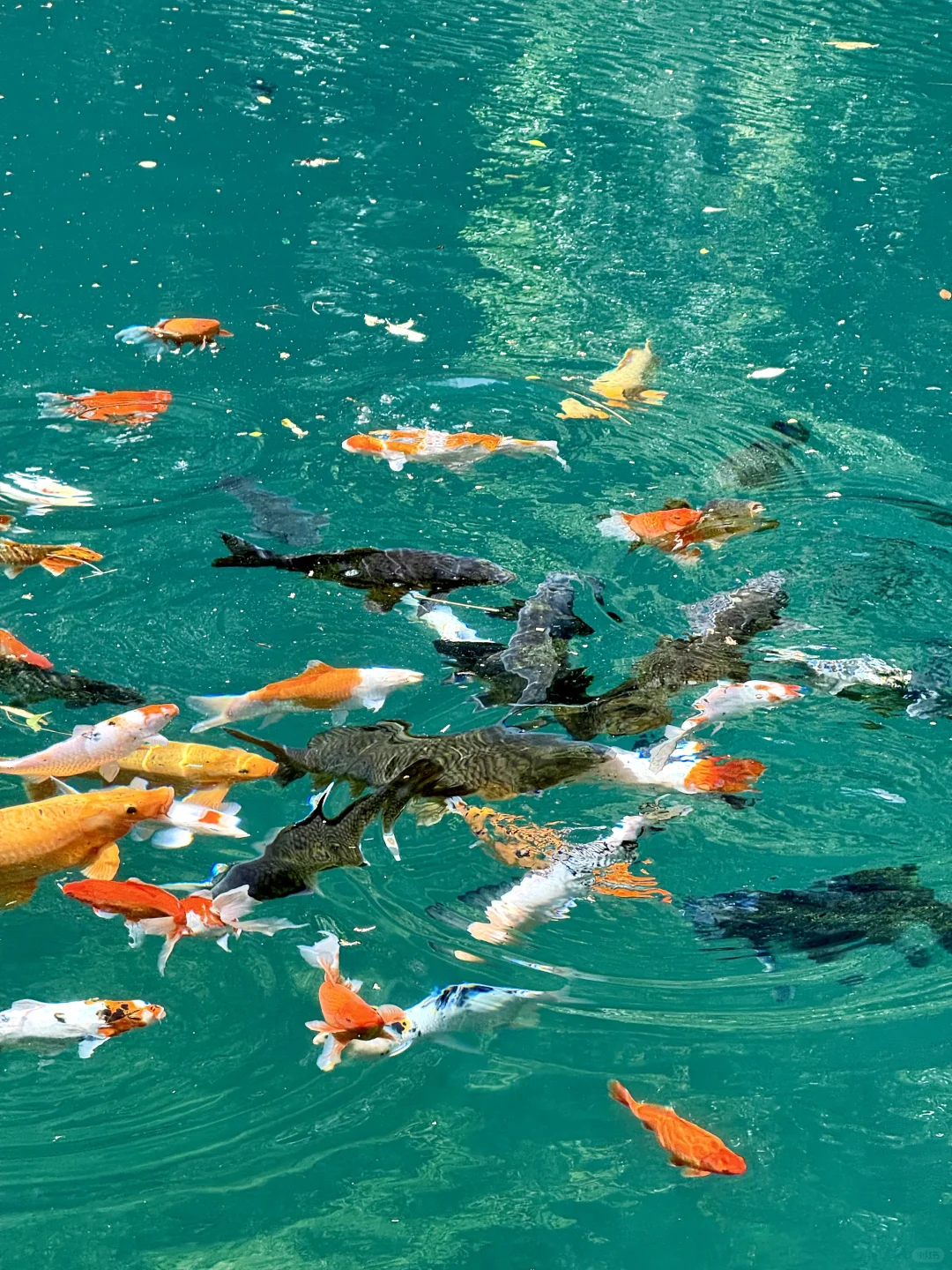 Live实况‼️小红书跟风最成功的一次！！