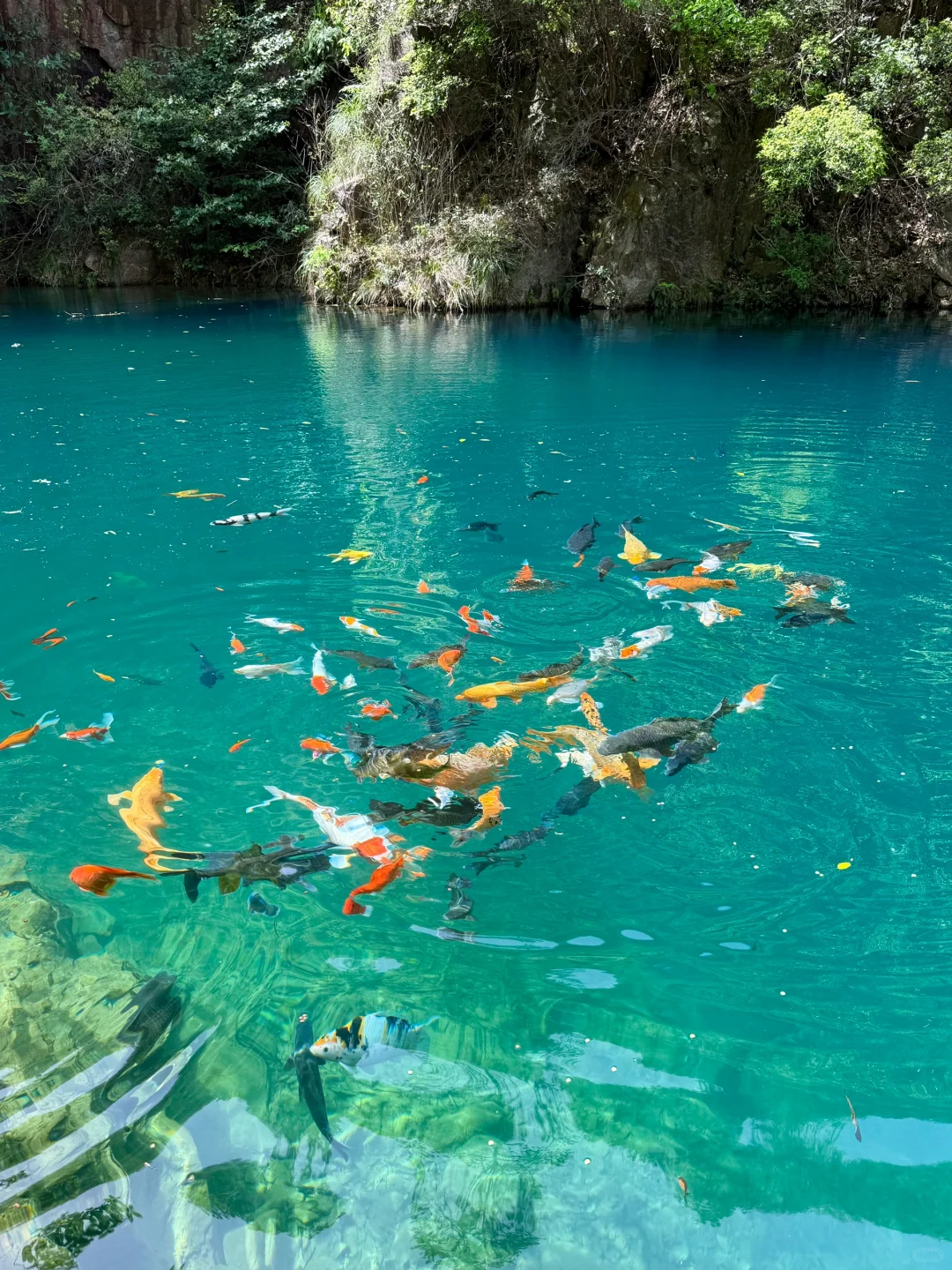 Live实况‼️小红书跟风最成功的一次！！