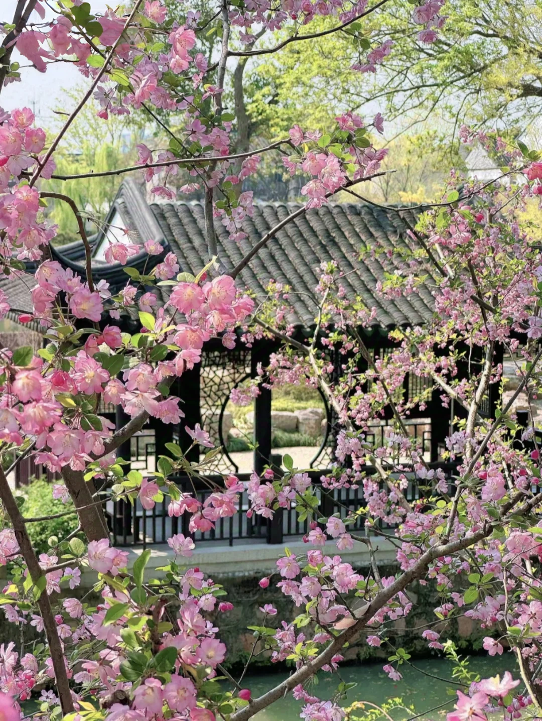 江南春日，苏州限定浪漫之旅