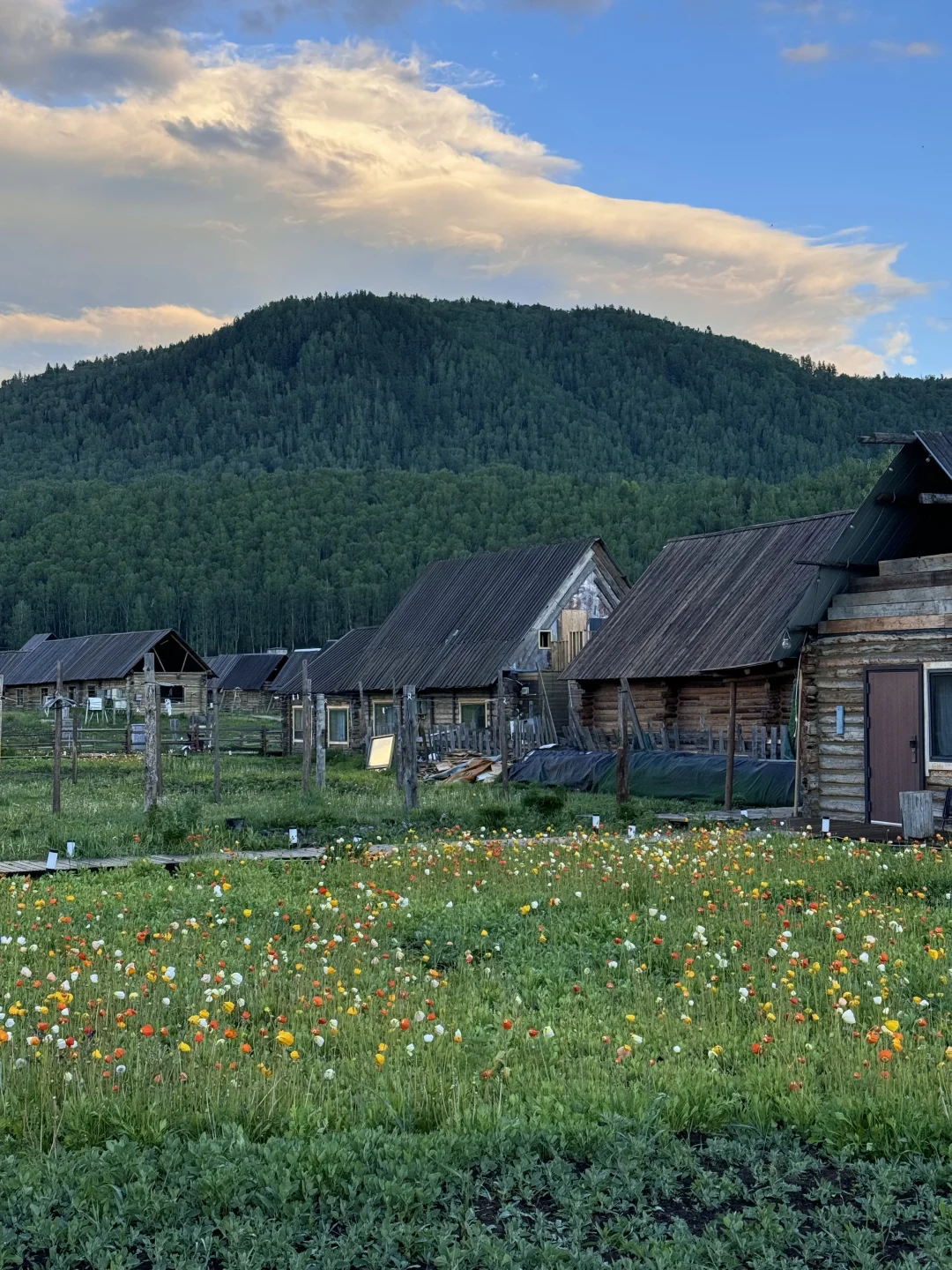 五月底的阿勒泰live