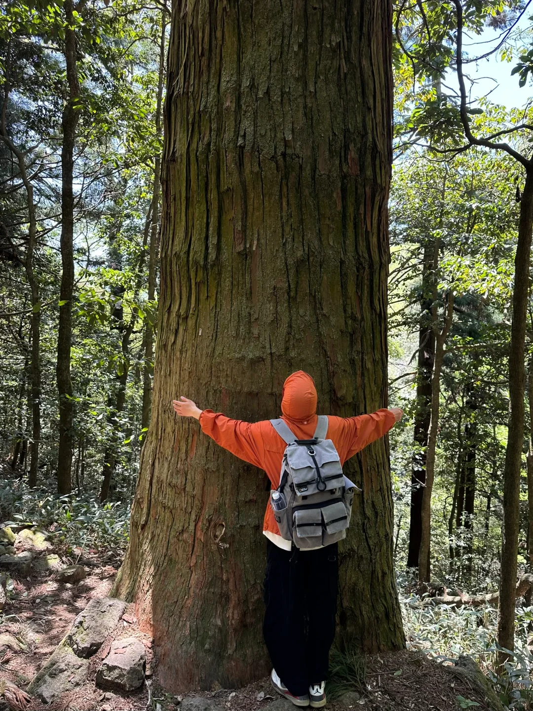 抬头！好强的树张力🍃天目山“大树王国”！