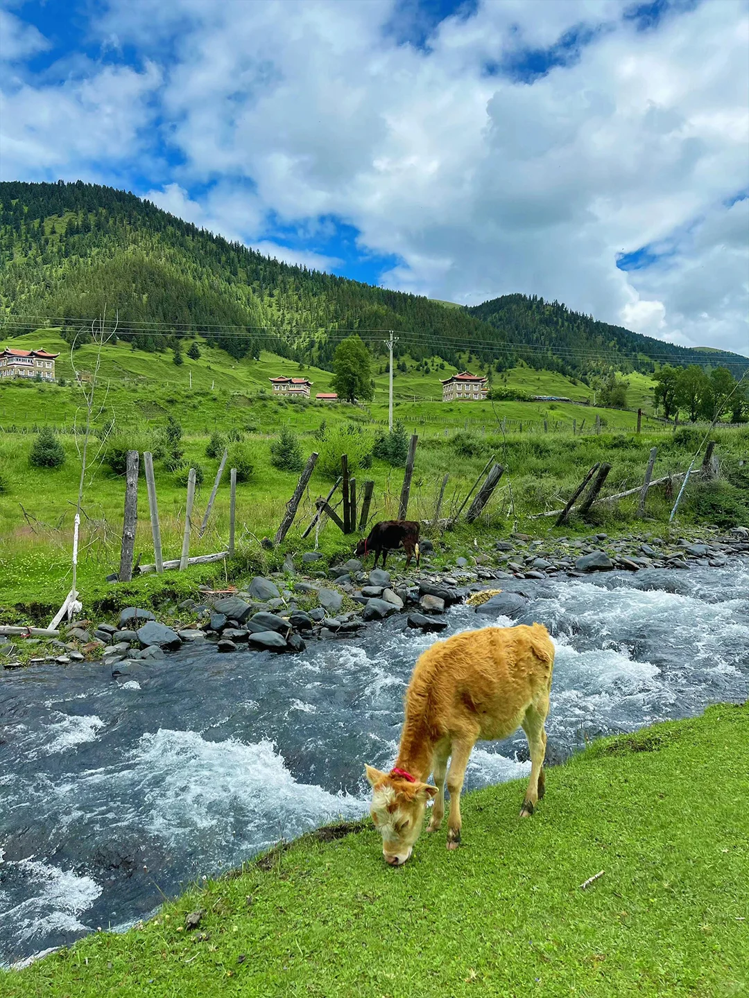 川西的夏天,是宫崎骏的童话世界🎨