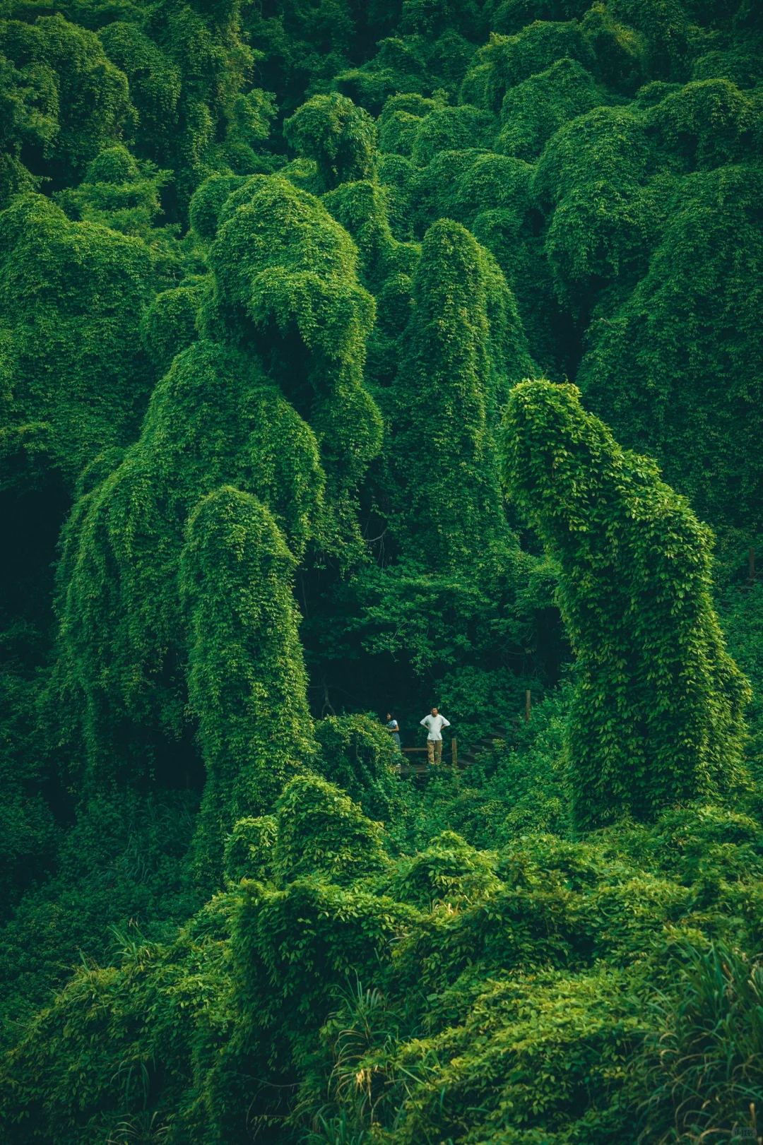 我好像在宁波找到了现实版的“失落之地”🦕