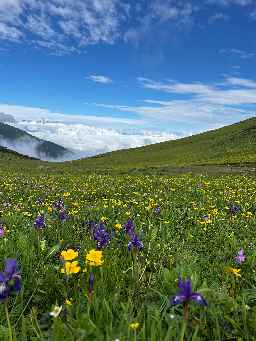 川西的夏天,是宫崎骏的童话世界🎨