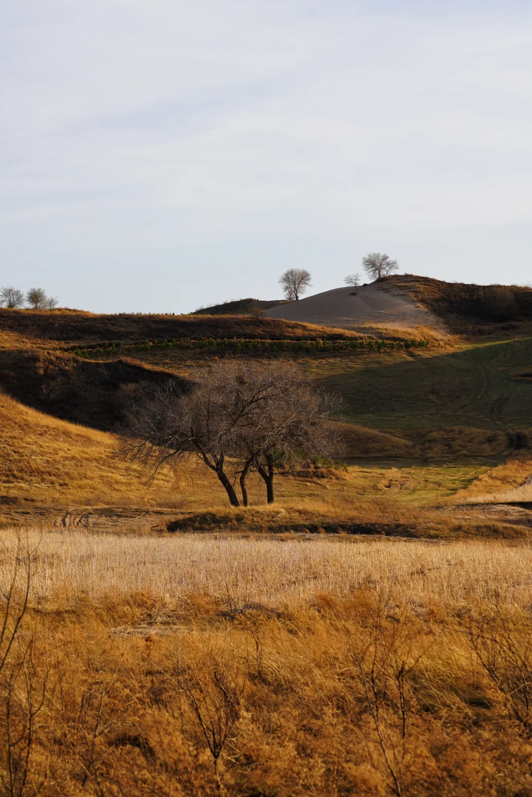 五一可以去塞罕坝乌兰布统吗？说点实在的