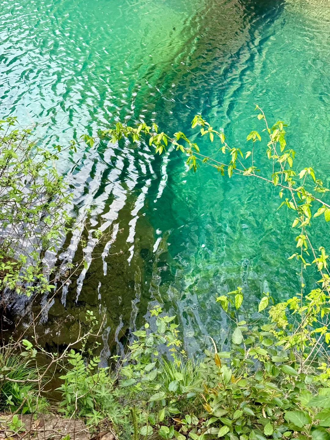 Live实况‼️小红书跟风最成功的一次！！