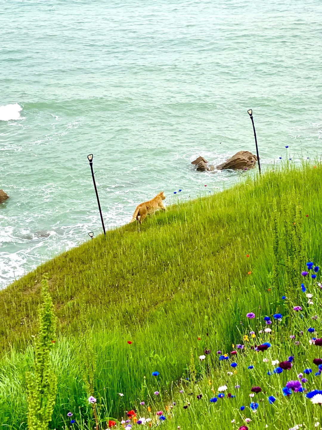📍已经开始期待青岛的春天！