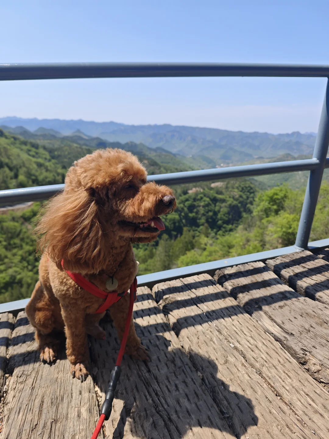 宠物友好——来淄博一定要来潭溪山