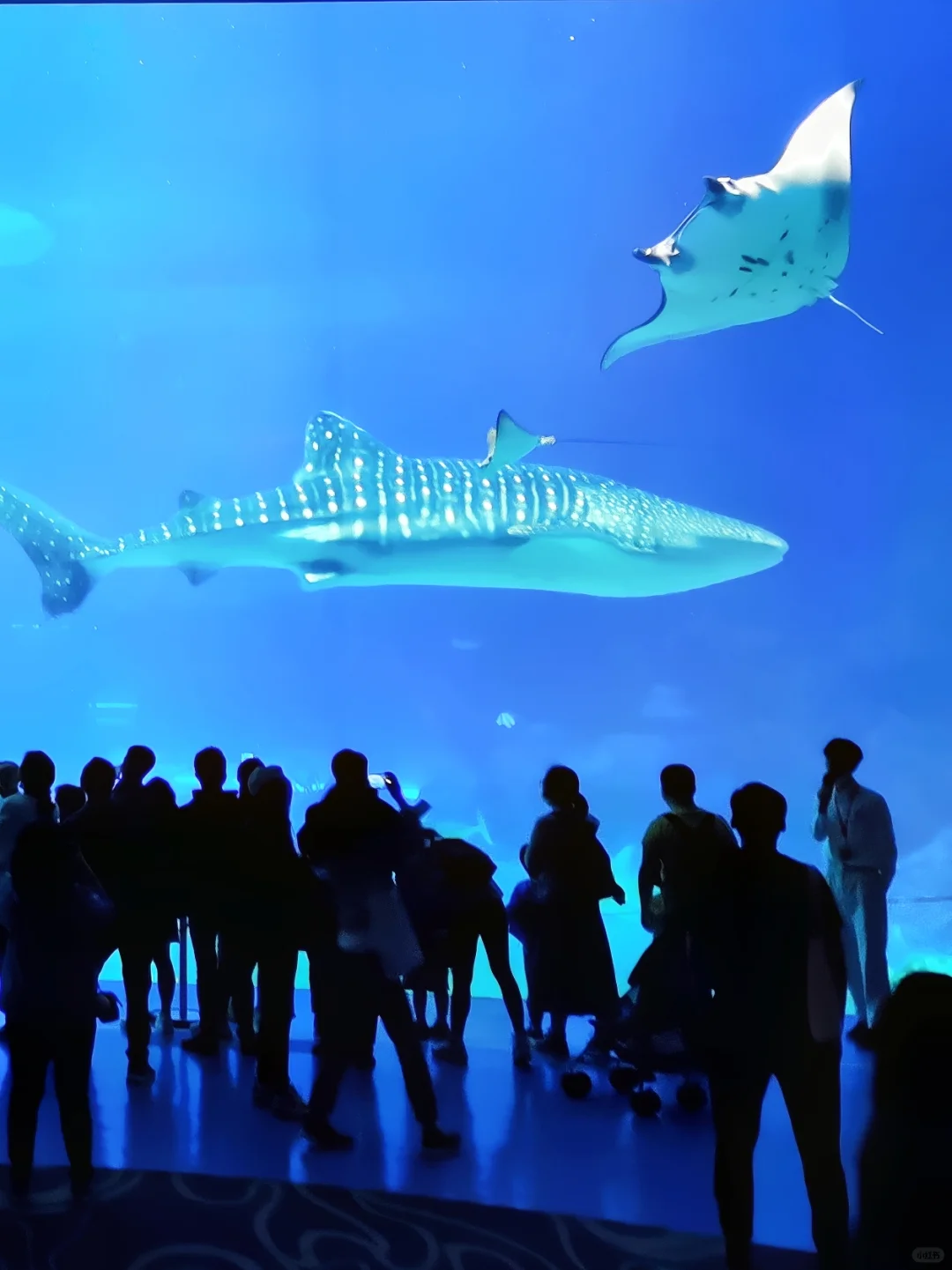 带娃走遍全国后，6 岁孩子眼里最喜欢的城市