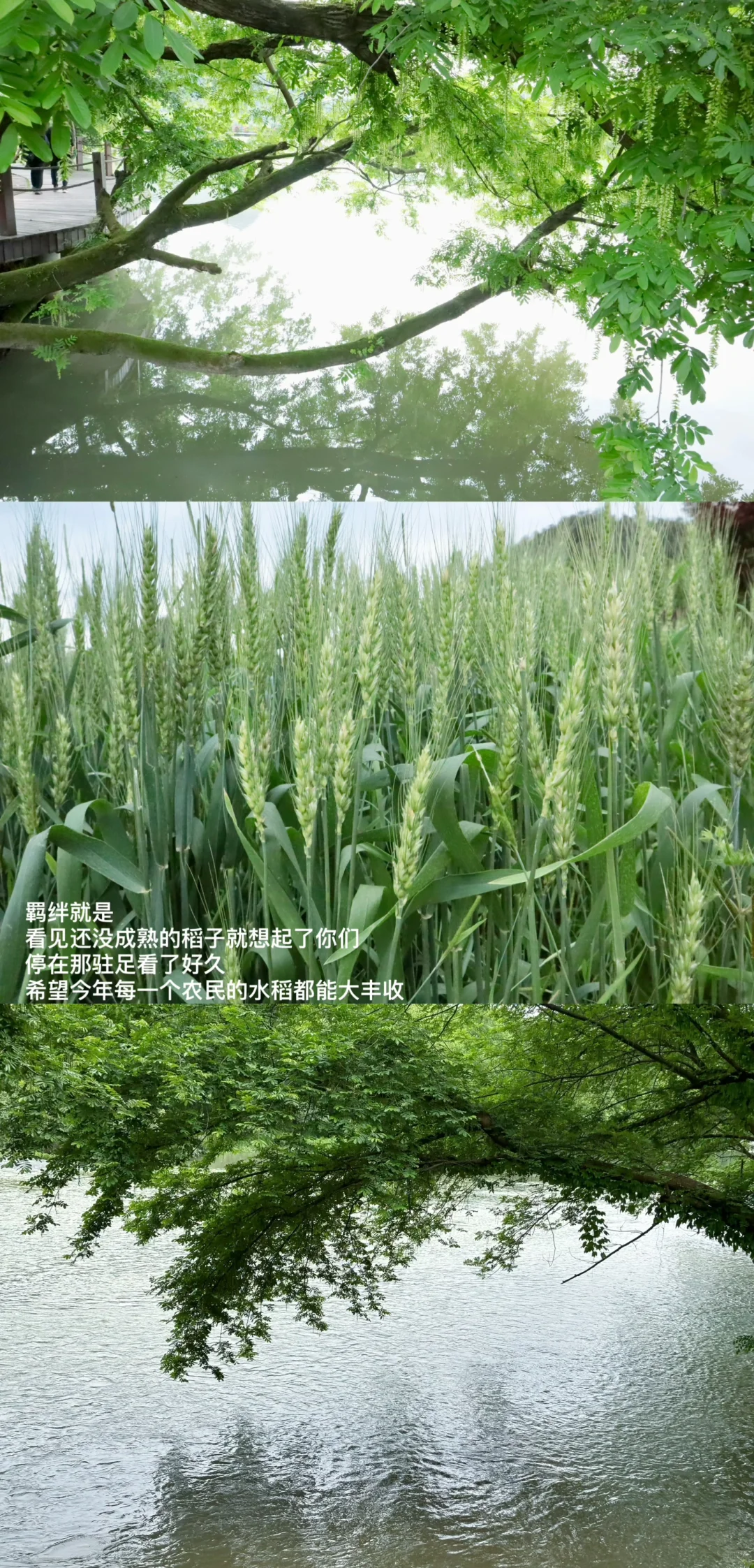 缙云站｜楠楠你说你的家乡很美，我就来了