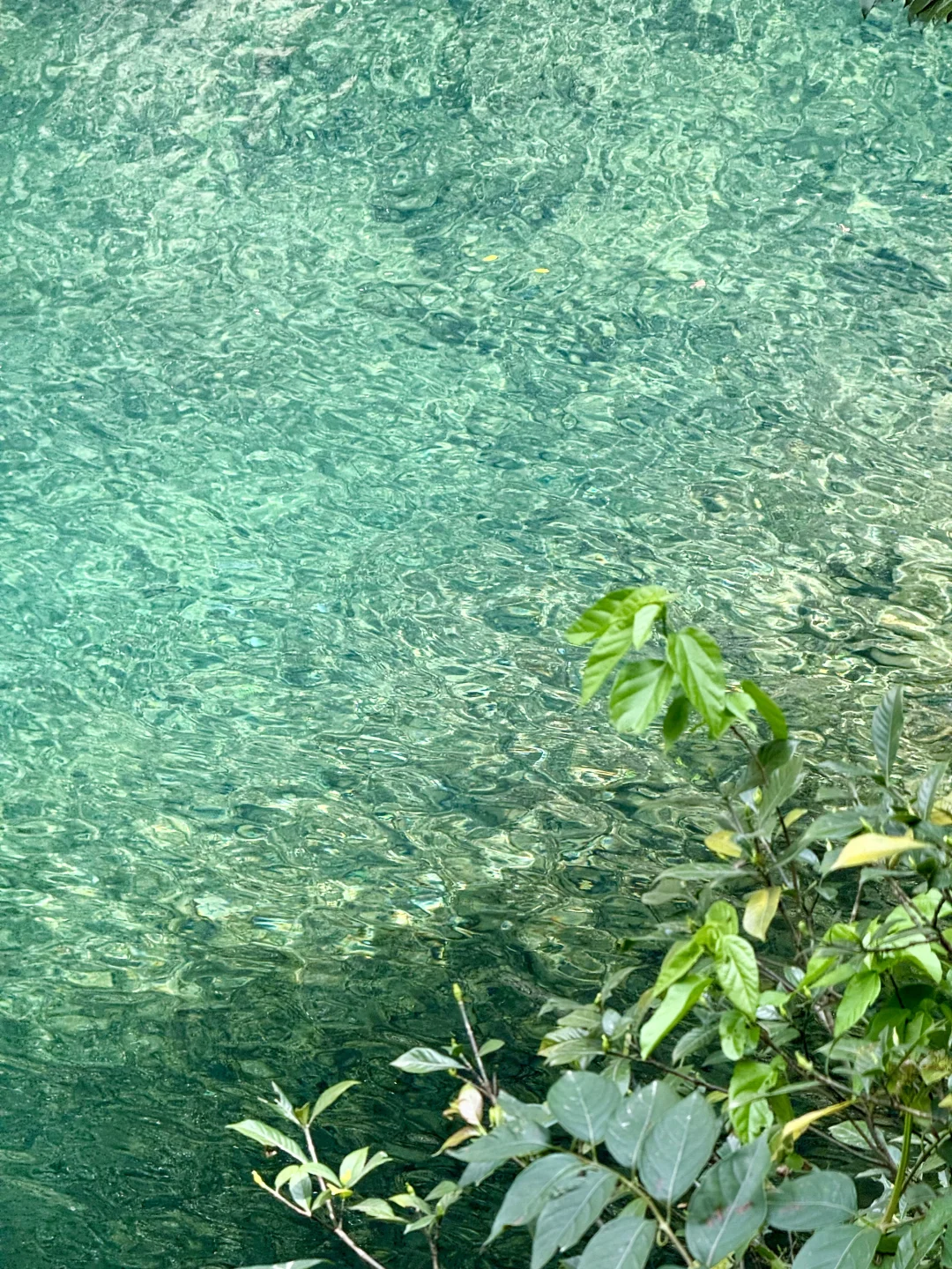 Live实况‼️小红书跟风最成功的一次！！