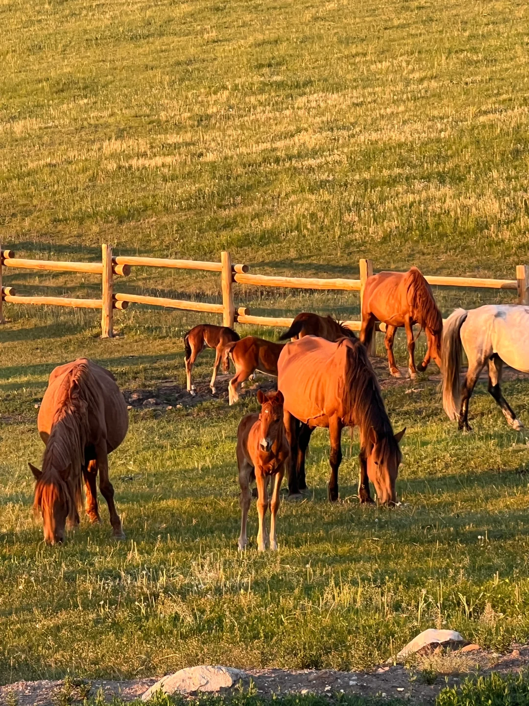 开始攒钱！！夏天再去一次呼伦贝尔！！