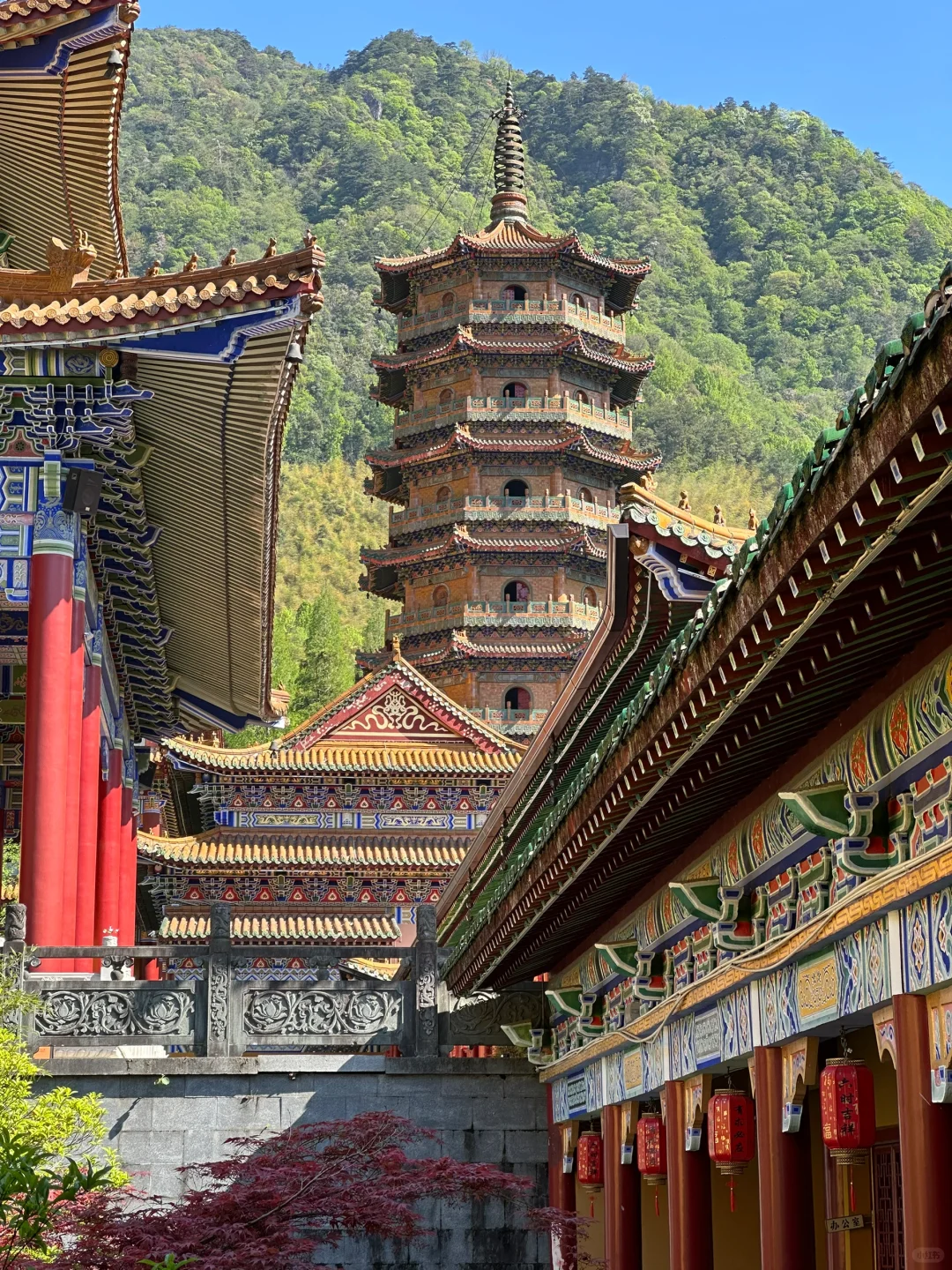 抬头！好强的树张力🍃天目山“大树王国”！