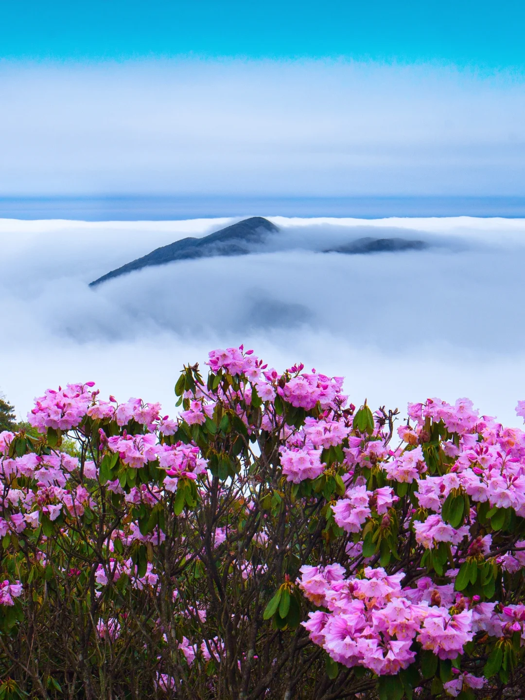五一反向游！闯入10万亩杜鹃花海秘境