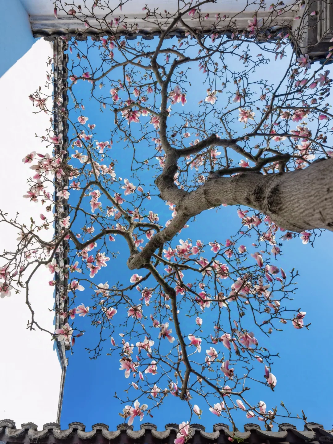 江南春日，苏州限定浪漫之旅