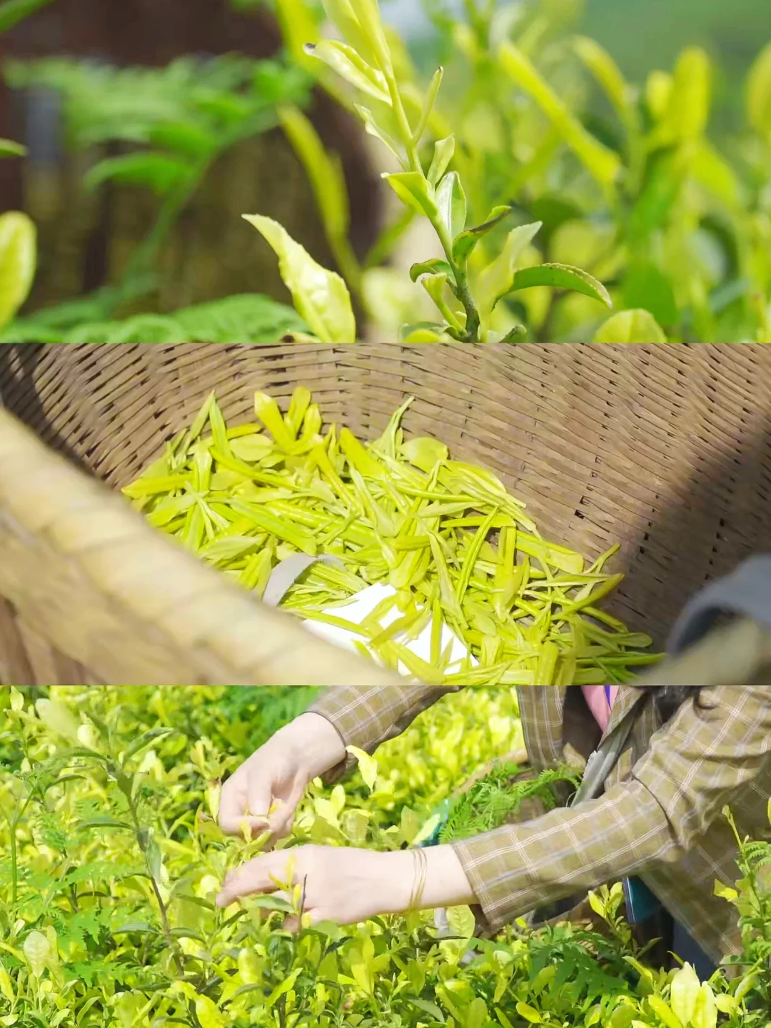 五一反向游！闯入10万亩杜鹃花海秘境