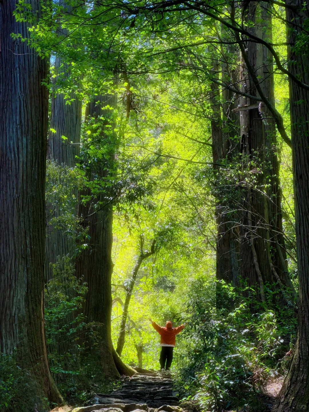 抬头！好强的树张力🍃天目山“大树王国”！