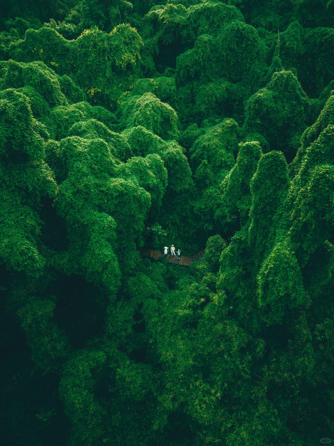 我好像在宁波找到了现实版的“失落之地”🦕