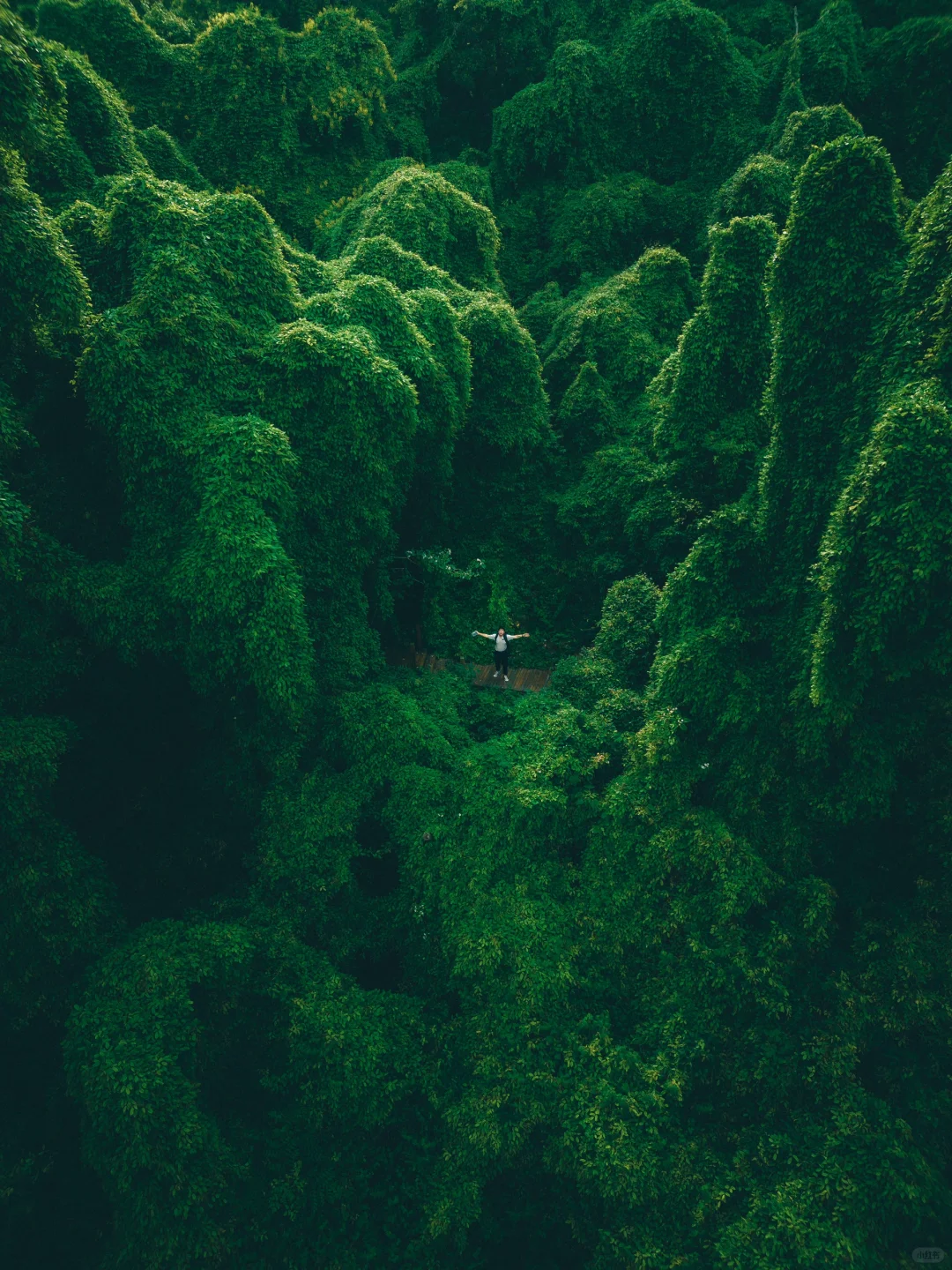 我好像在宁波找到了现实版的“失落之地”🦕