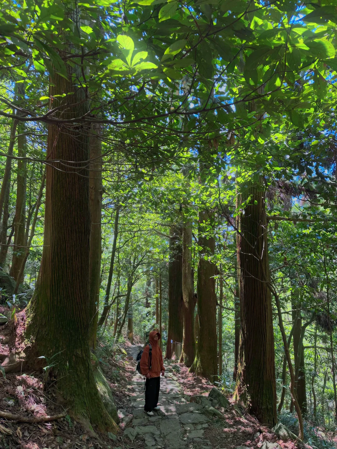 抬头！好强的树张力🍃天目山“大树王国”！